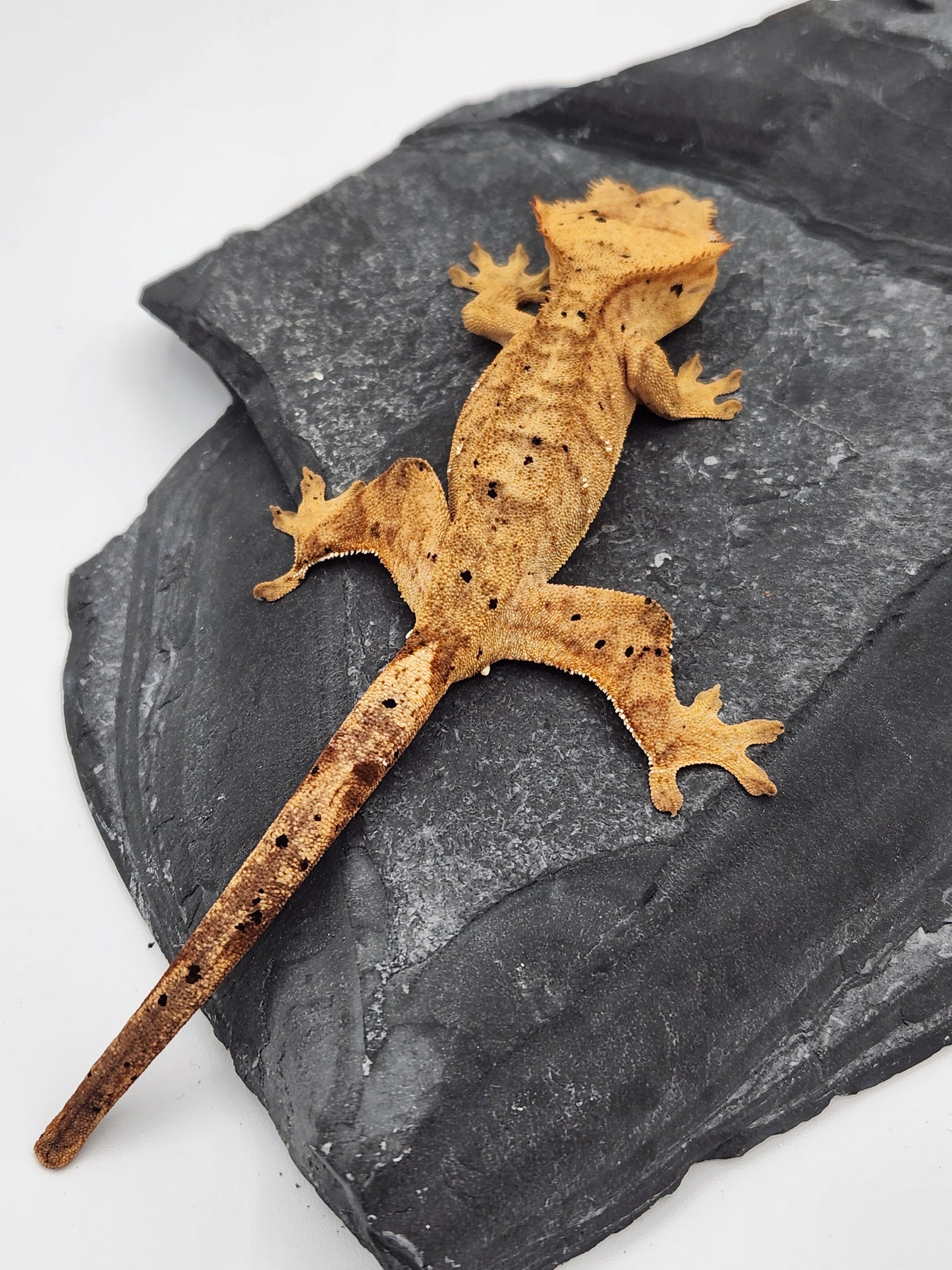Crested Gecko - Female DOB 09-11-23 (Dot x Spot #3)