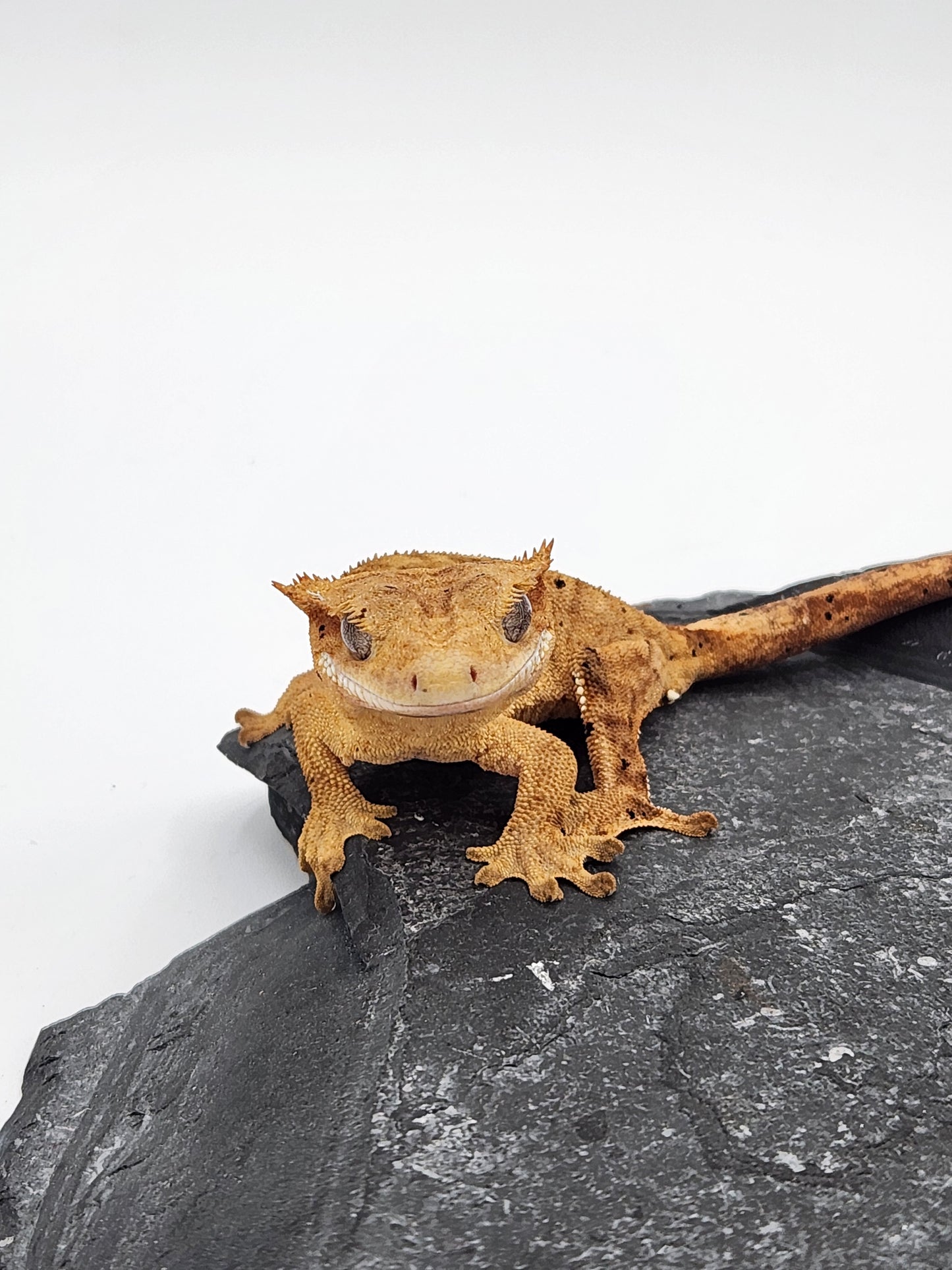Crested Gecko - Female DOB 09-11-23 (Dot x Spot #3)