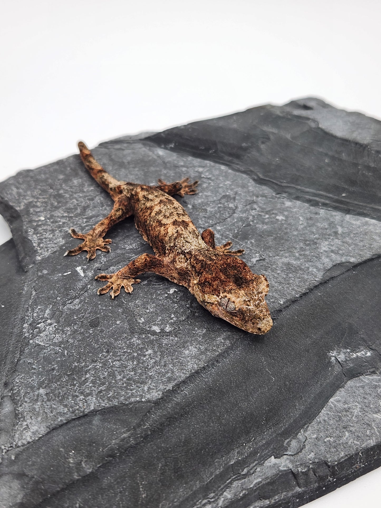 Chahoua Gecko - Unsexed PI DOB 05-03-24 (Molasses x Pinesap)