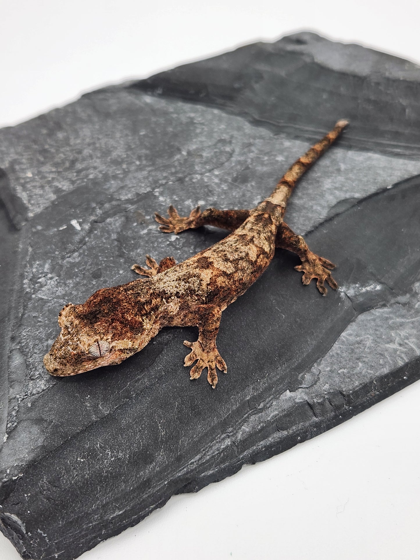 Chahoua Gecko - Unsexed PI DOB 05-03-24 (Molasses x Pinesap)