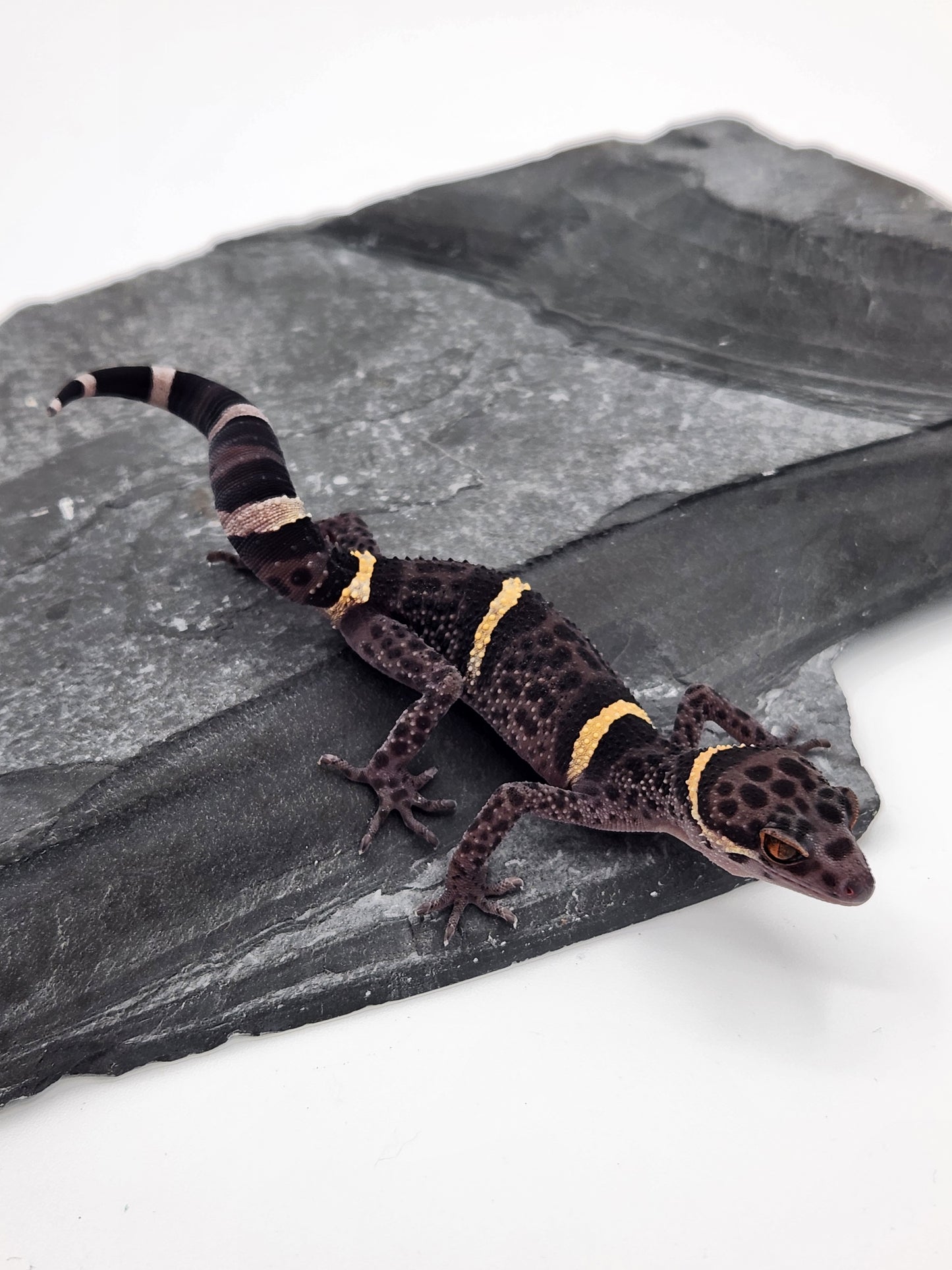 Chinese Cave Gecko - SOLD - Female - Ross B #15