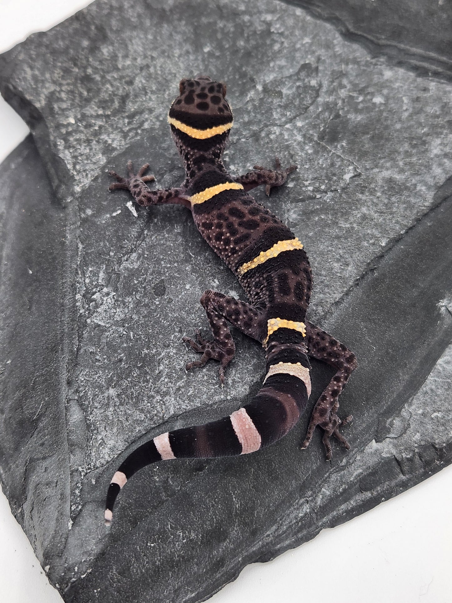 Chinese Cave Gecko - SOLD - Female - Ross B #15