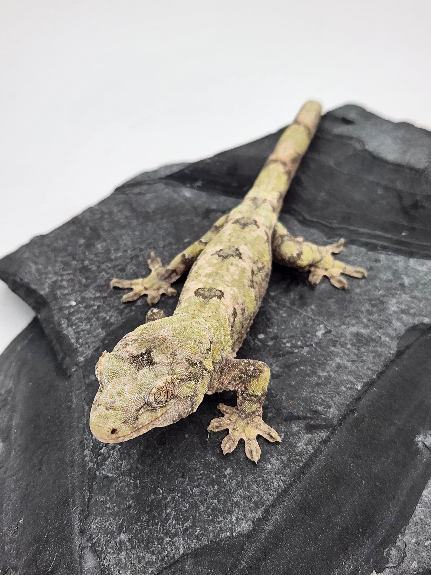Chahoua Gecko - Female PI DOB 07-21-22 (Kermit x Sophia)