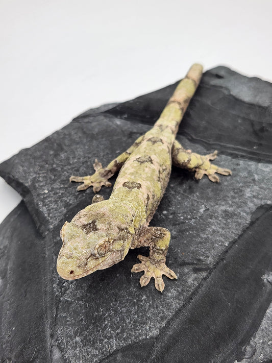 Chahoua Gecko - Female PI DOB 07-21-22 (Kermit x Sophia)