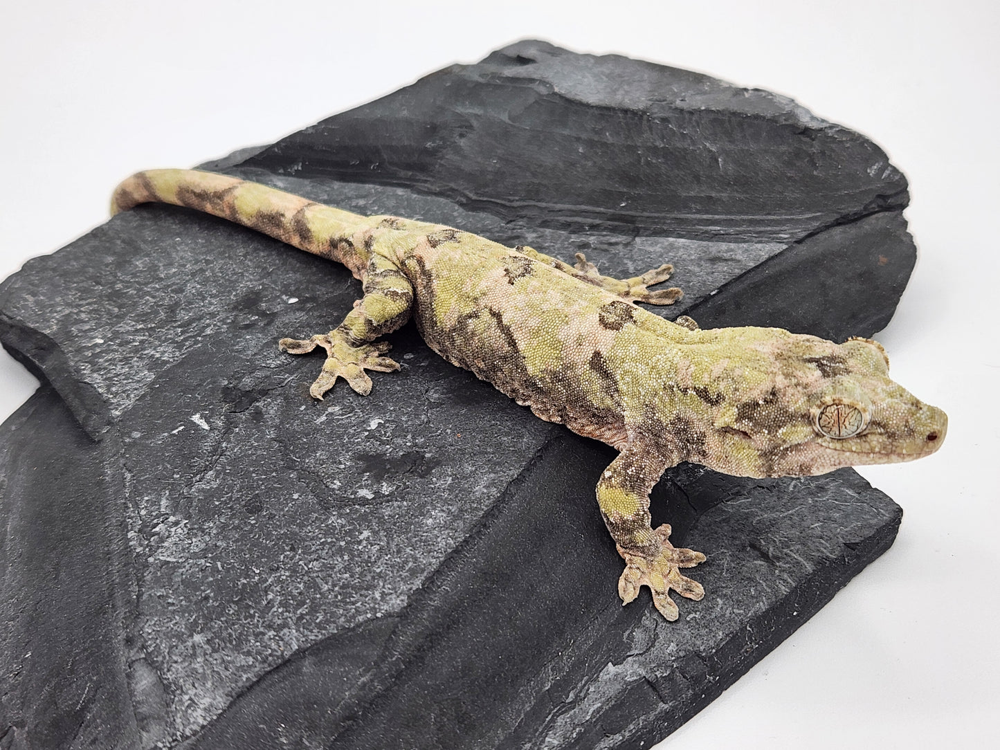 Chahoua Gecko - Female PI DOB 07-21-22 (Kermit x Sophia)