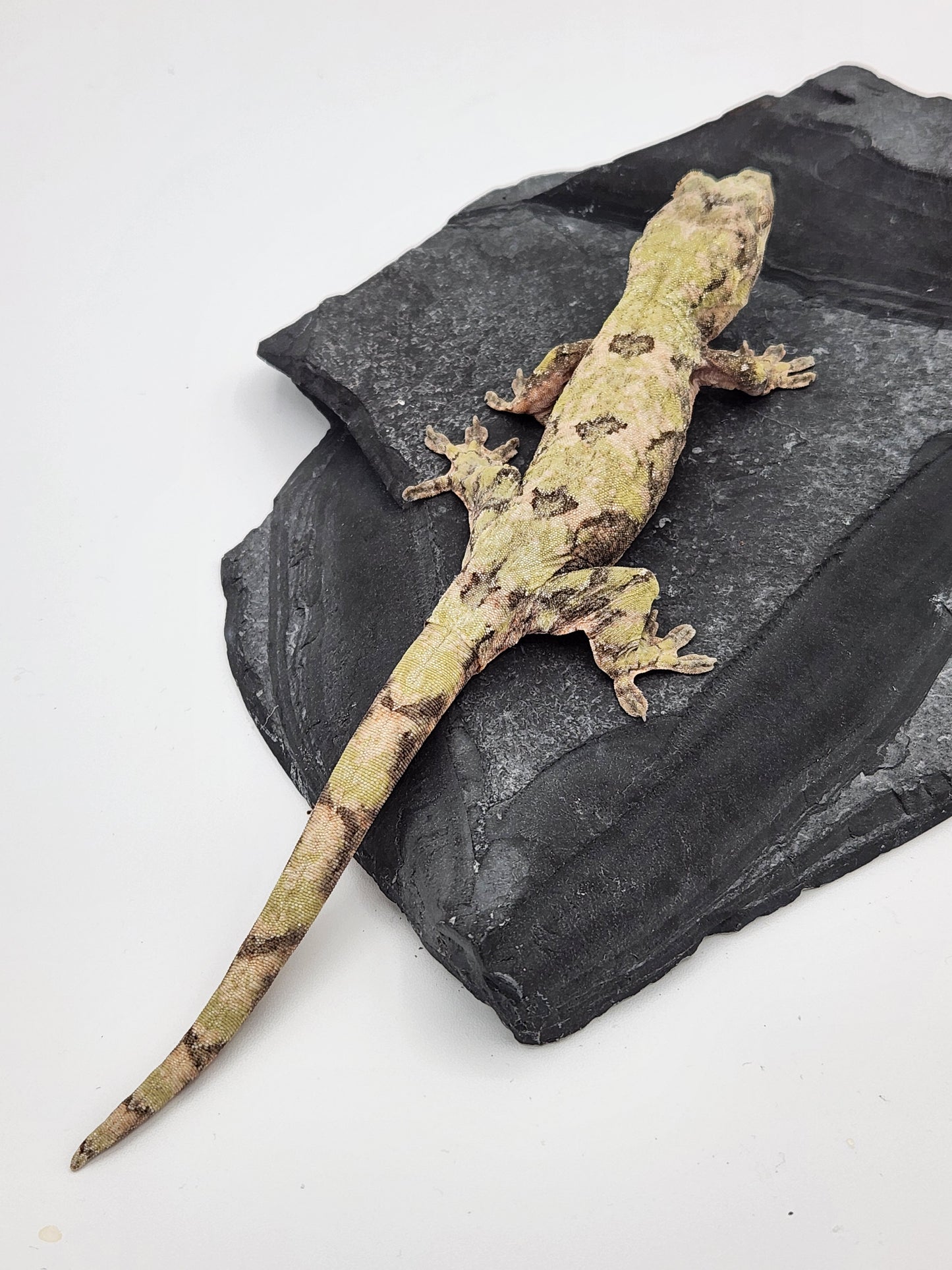 Chahoua Gecko - Female PI DOB 07-21-22 (Kermit x Sophia)