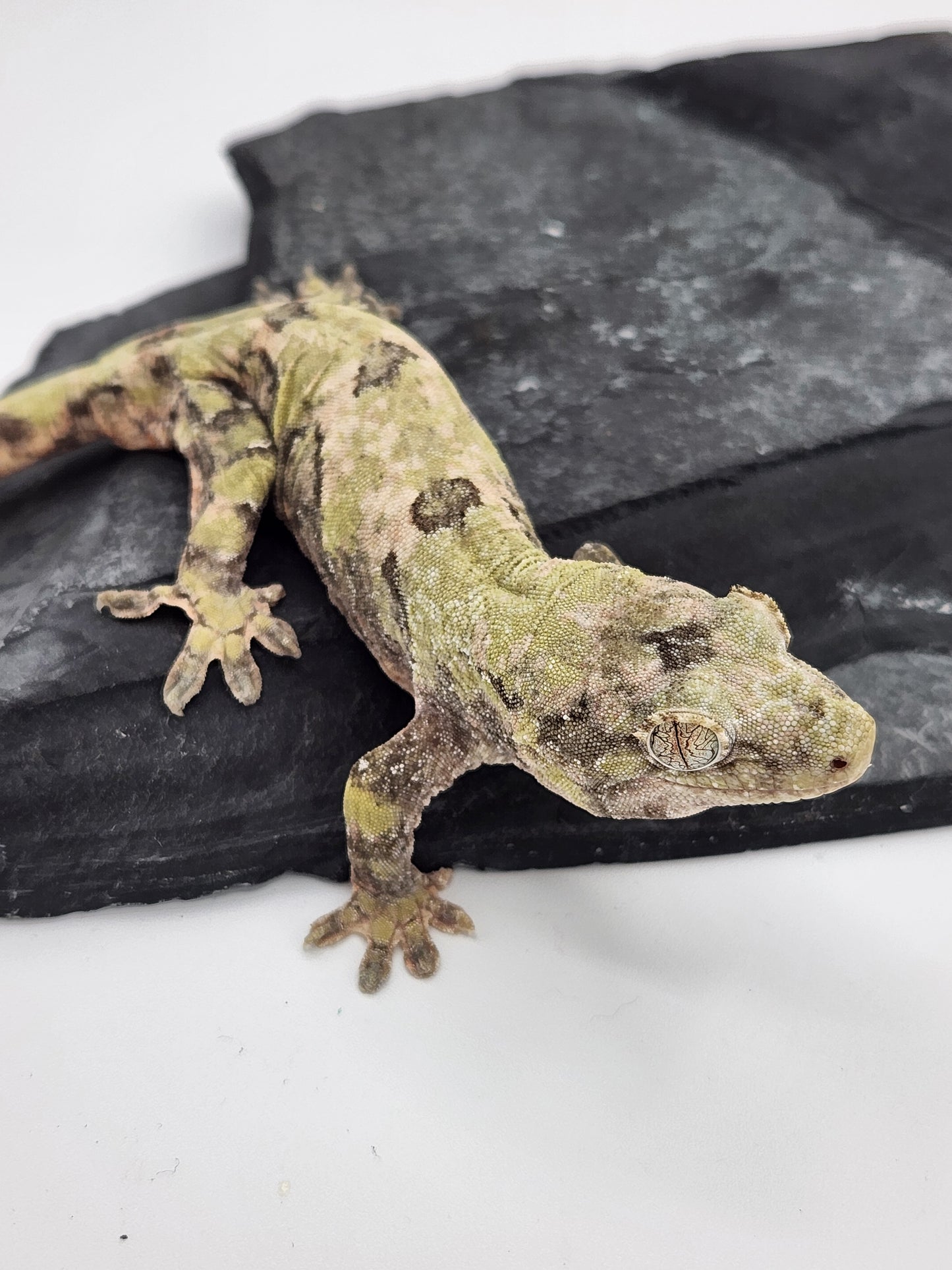 Chahoua Gecko - Female PI DOB 07-21-22 (Kermit x Sophia)