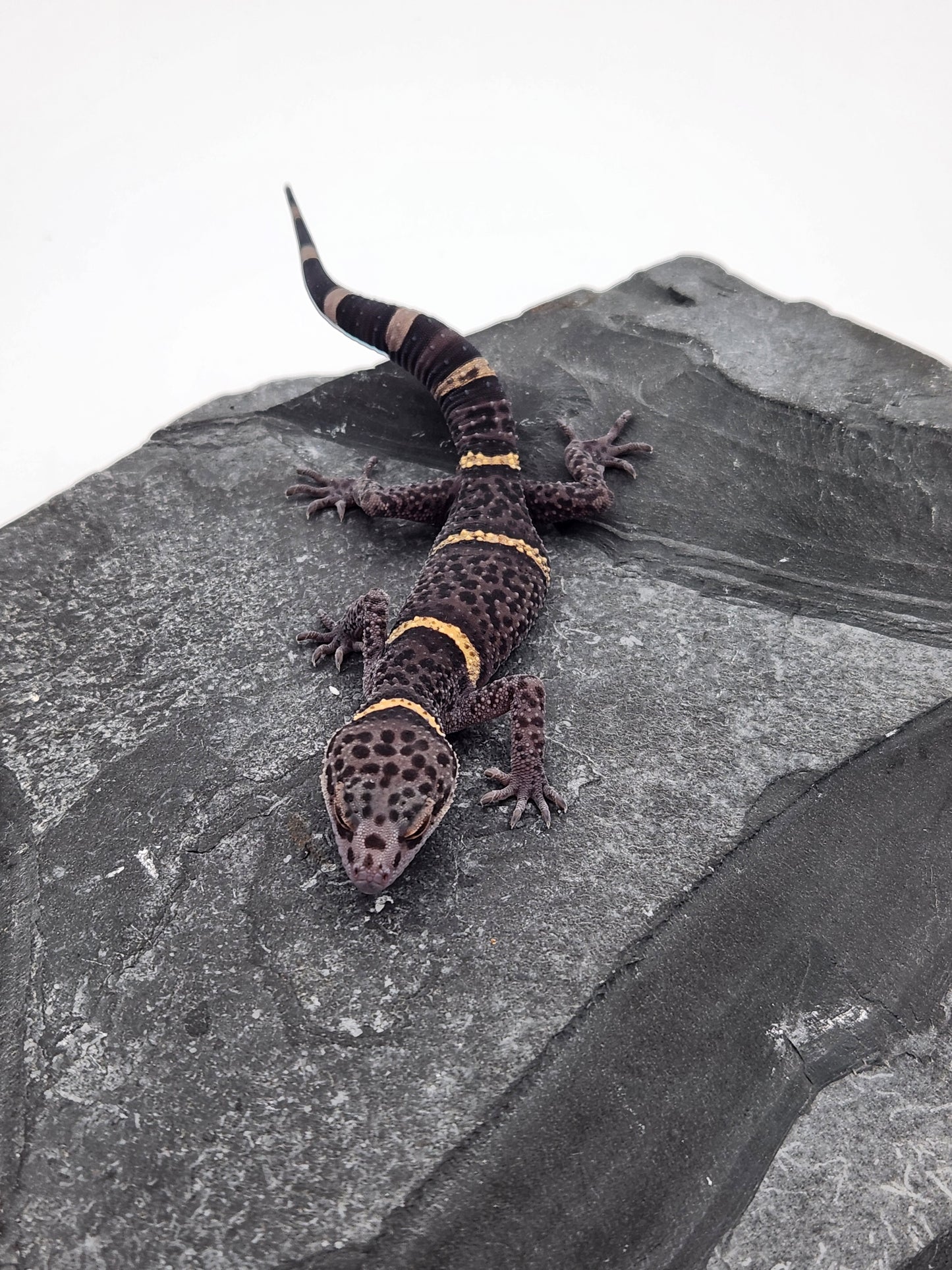 Chinese Cave Gecko - Male - Ross B #19