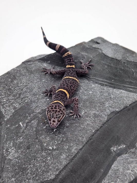 Chinese Cave Gecko - Male - Ross B #19