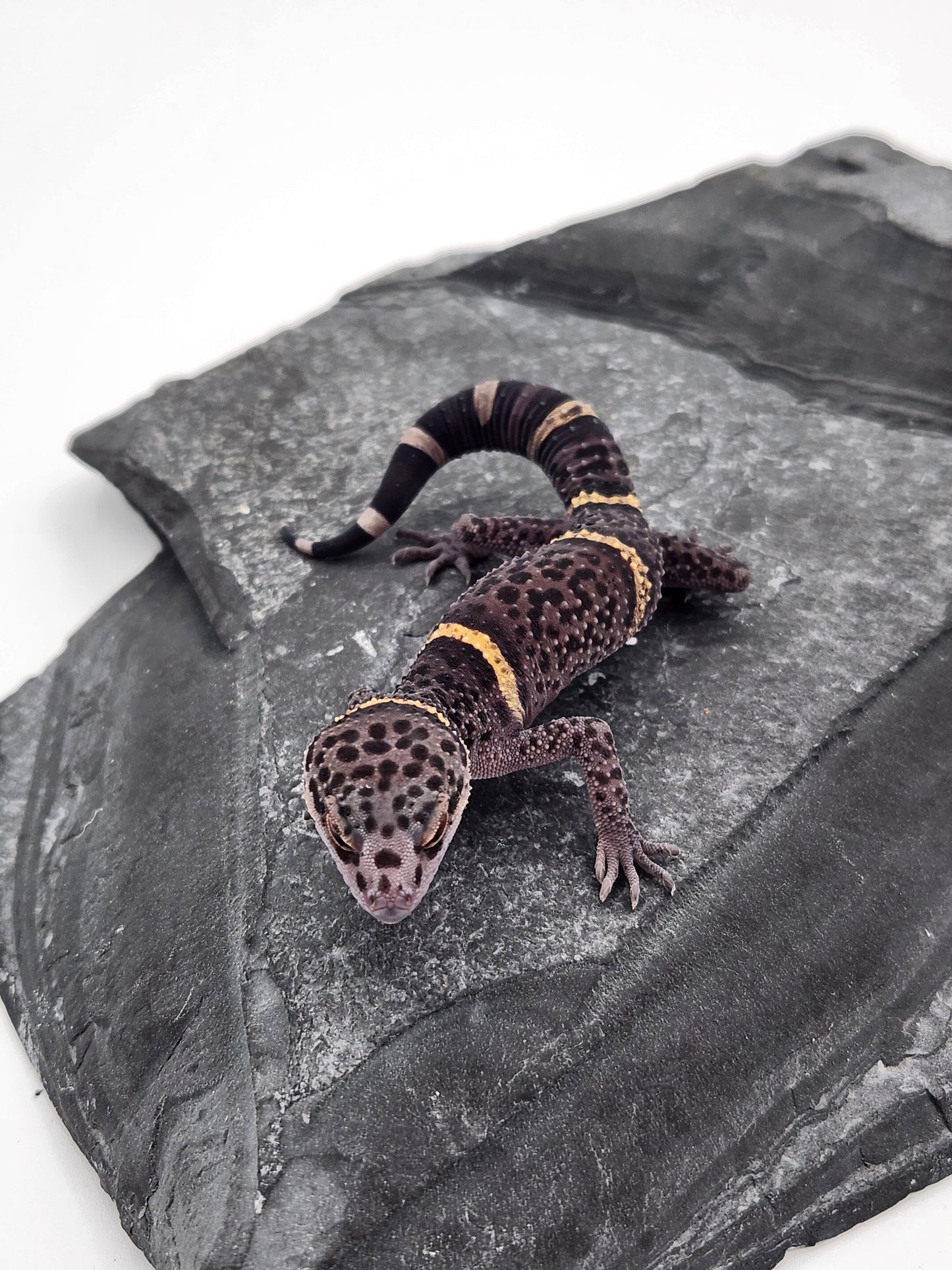 Chinese Cave Gecko - Male - Ross B #19