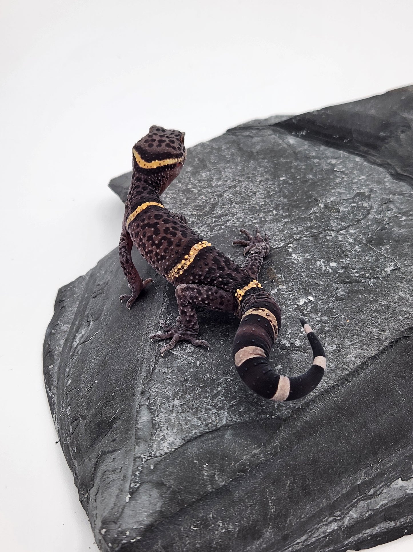 Chinese Cave Gecko - Male - Ross B #19