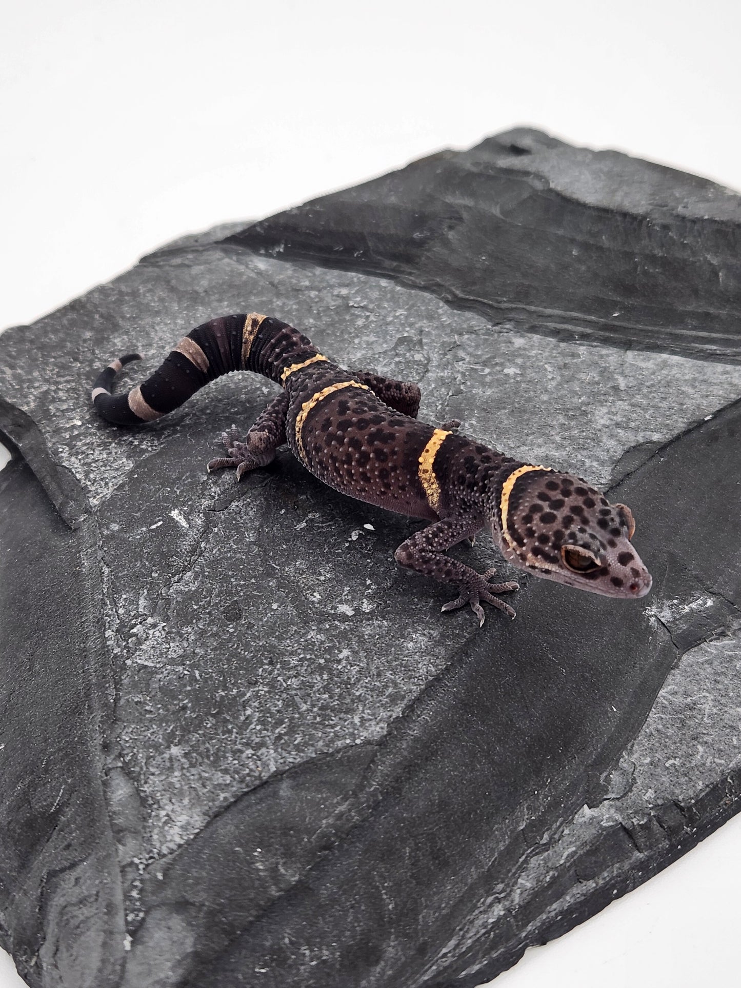 Chinese Cave Gecko - Male - Ross B #19