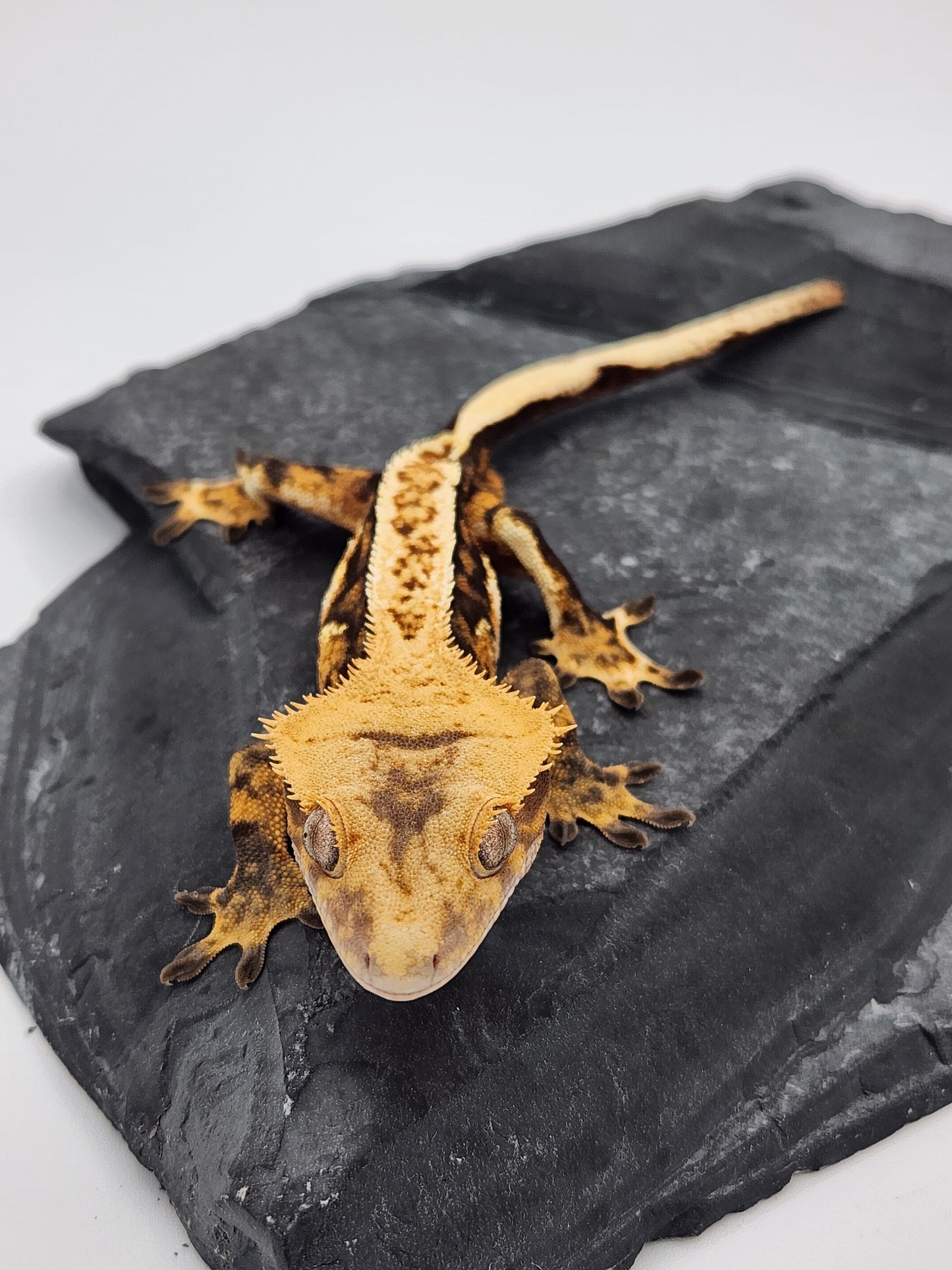 Crested Gecko - Male DOB 07-06-23 (Nala x Speedy/Chevron 8)