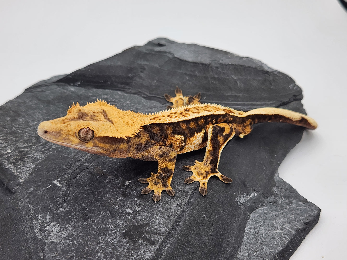 Crested Gecko - Male DOB 07-06-23 (Nala x Speedy/Chevron 8)