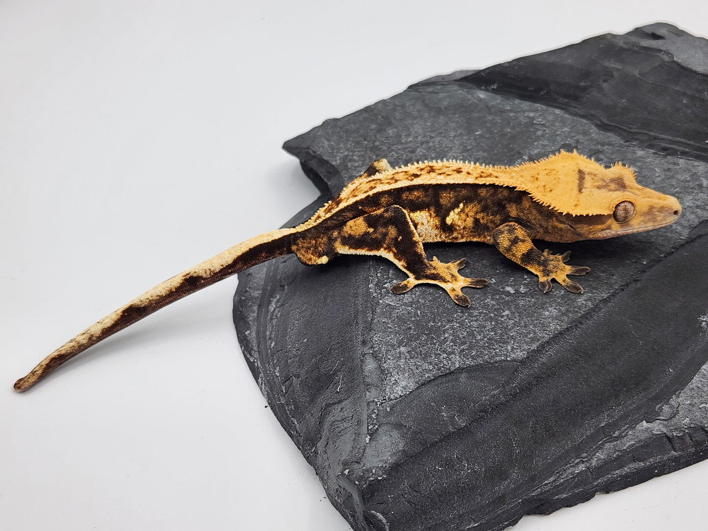 Crested Gecko - Male DOB 07-06-23 (Nala x Speedy/Chevron 8)