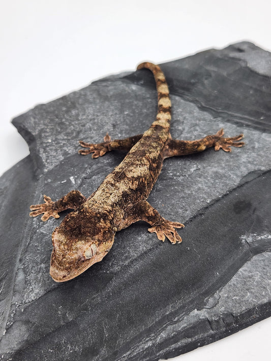 Chahoua Gecko - Male PI DOB 09-17-23 (Kermit x Sophia)
