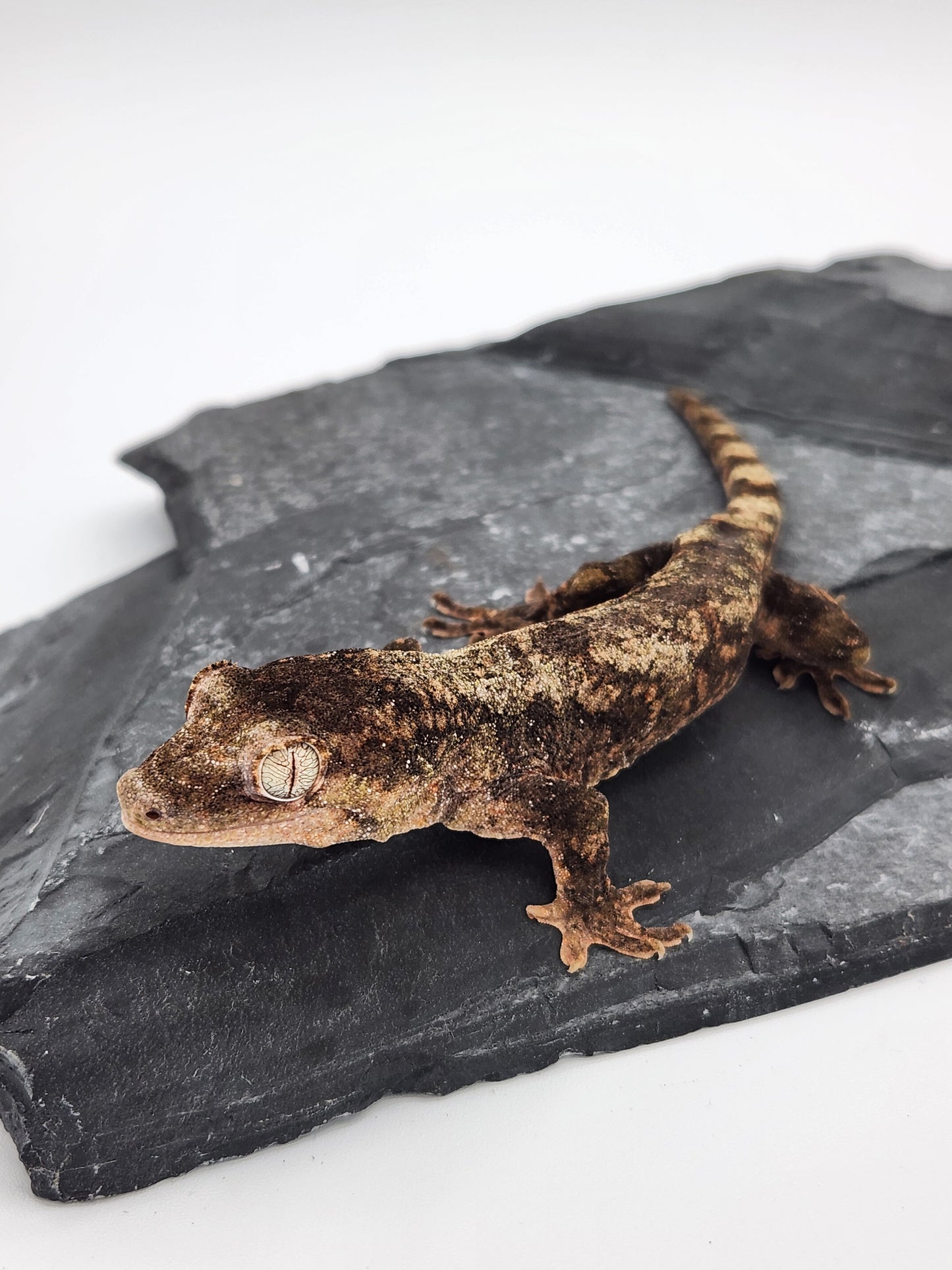 Chahoua Gecko - Male PI DOB 09-17-23 (Kermit x Sophia)