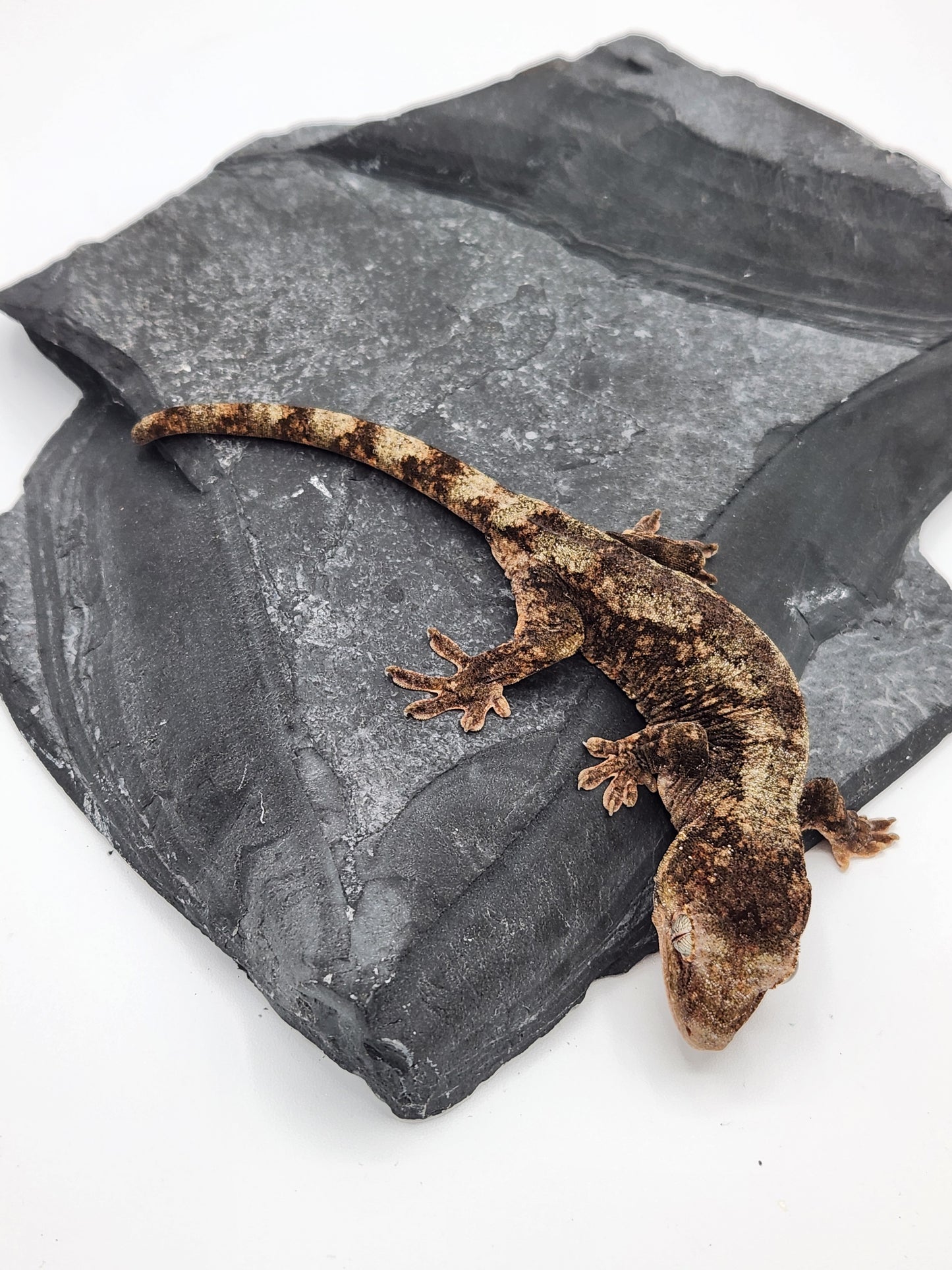Chahoua Gecko - Male PI DOB 09-17-23 (Kermit x Sophia)