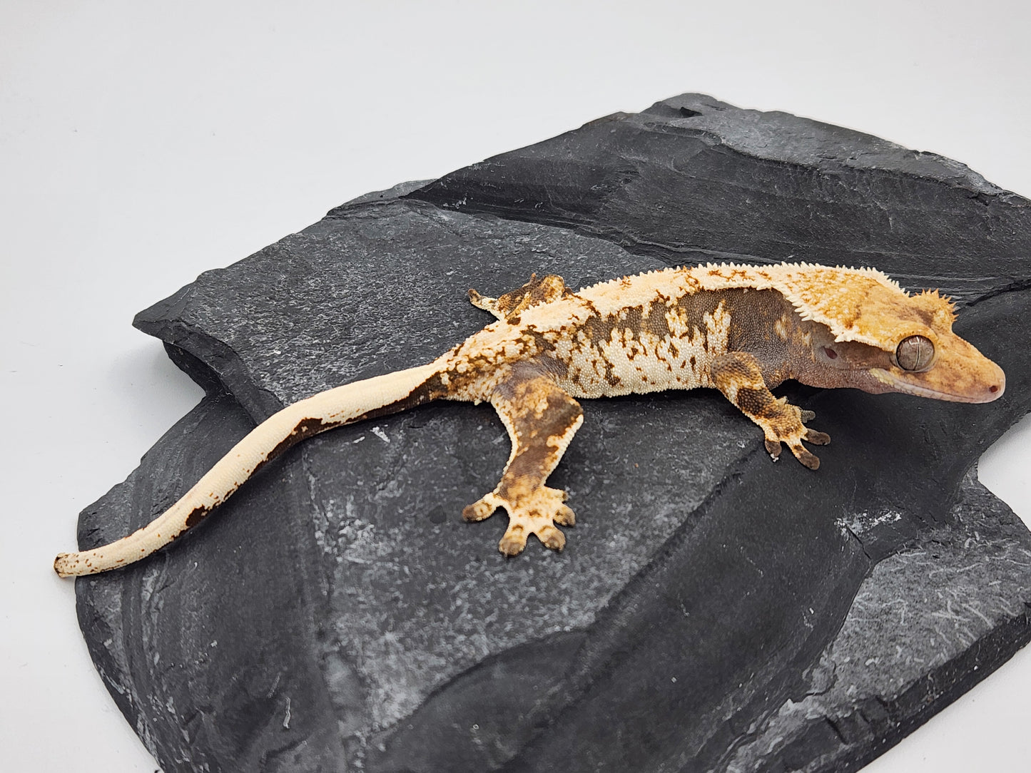 Crested Gecko - SOLD - Male DOB 01-13-23 (Amarilla x Lisp)