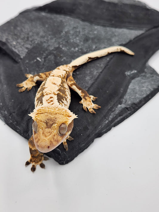 Crested Gecko - SOLD - Male DOB 01-13-23 (Amarilla x Lisp)