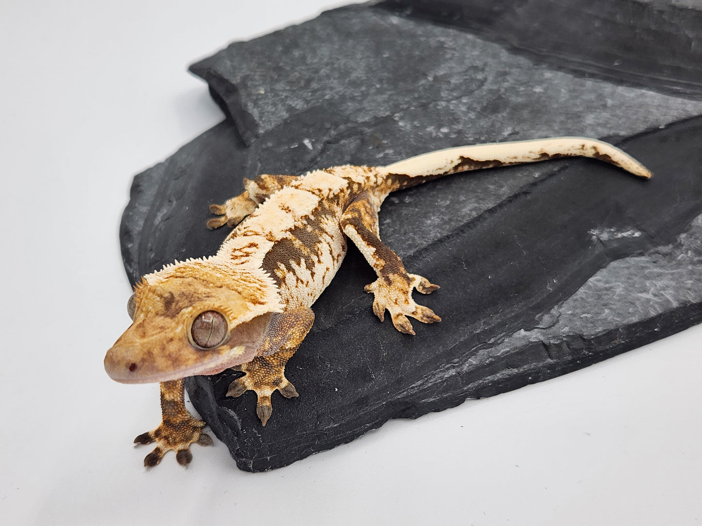 Crested Gecko - SOLD - Male DOB 01-13-23 (Amarilla x Lisp)