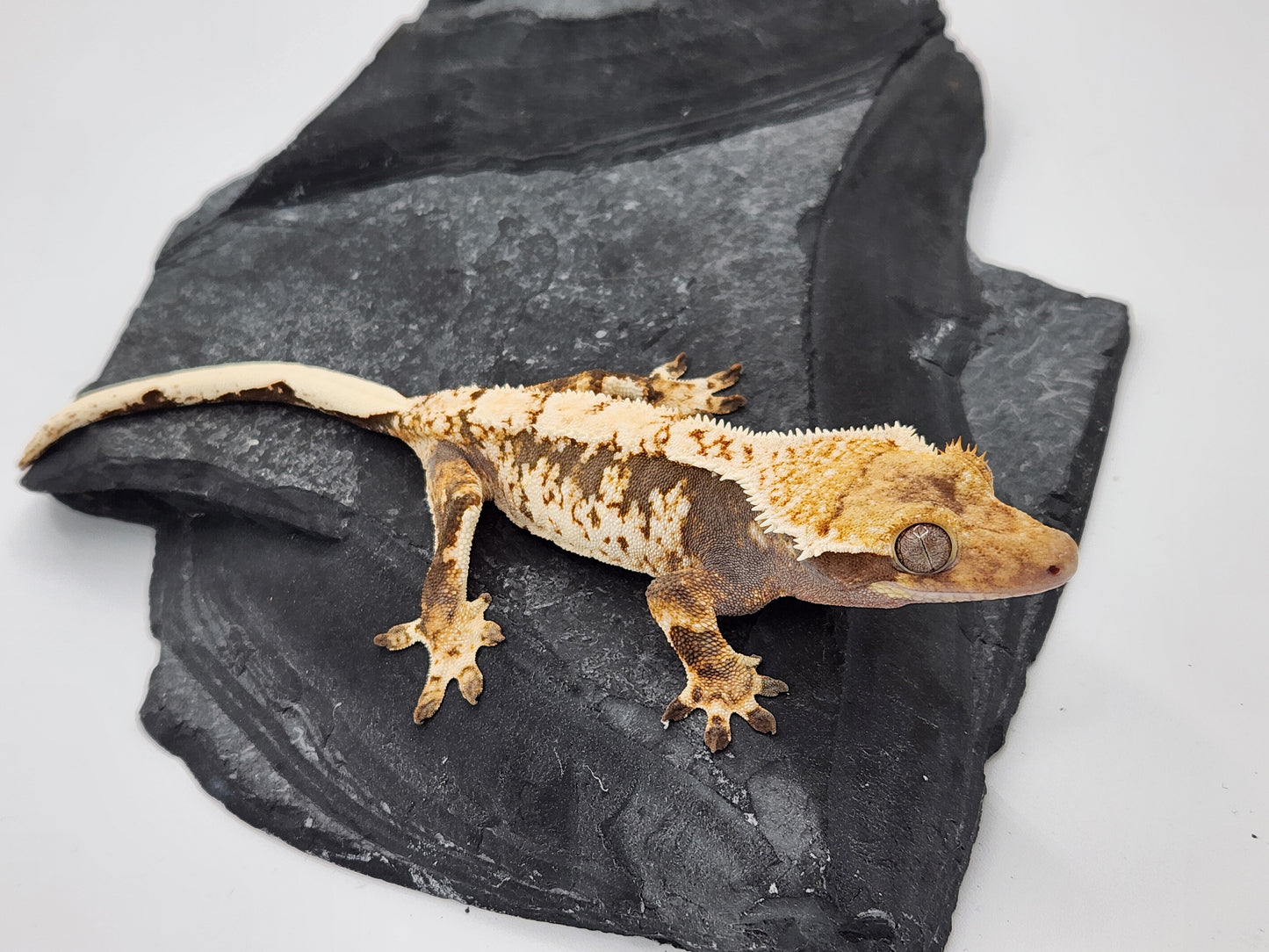 Crested Gecko - SOLD - Male DOB 01-13-23 (Amarilla x Lisp)