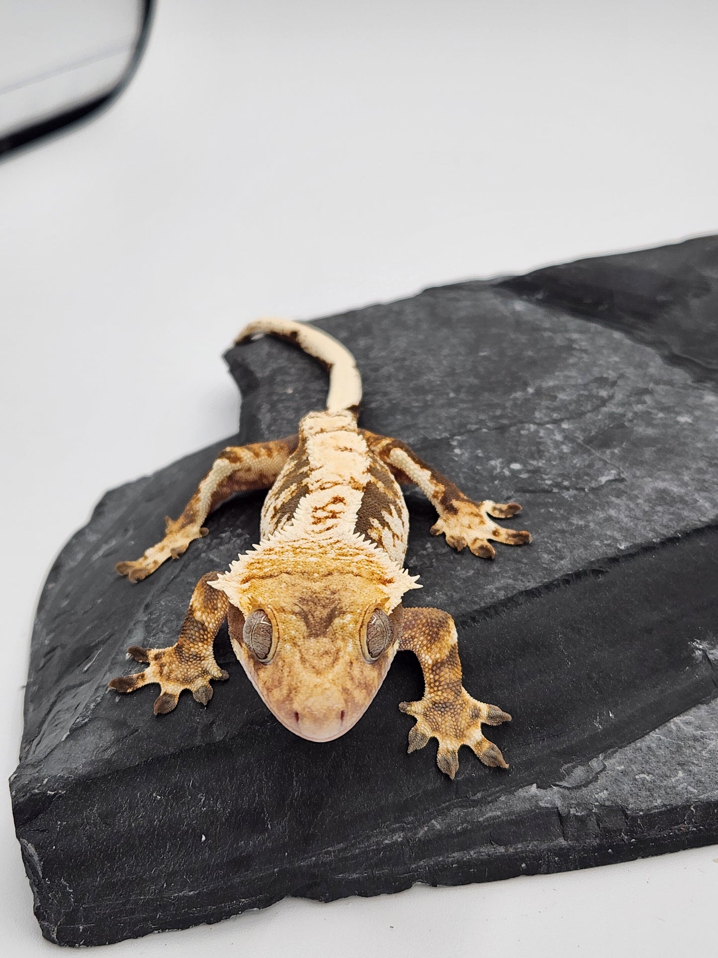Crested Gecko - SOLD - Male DOB 01-13-23 (Amarilla x Lisp)