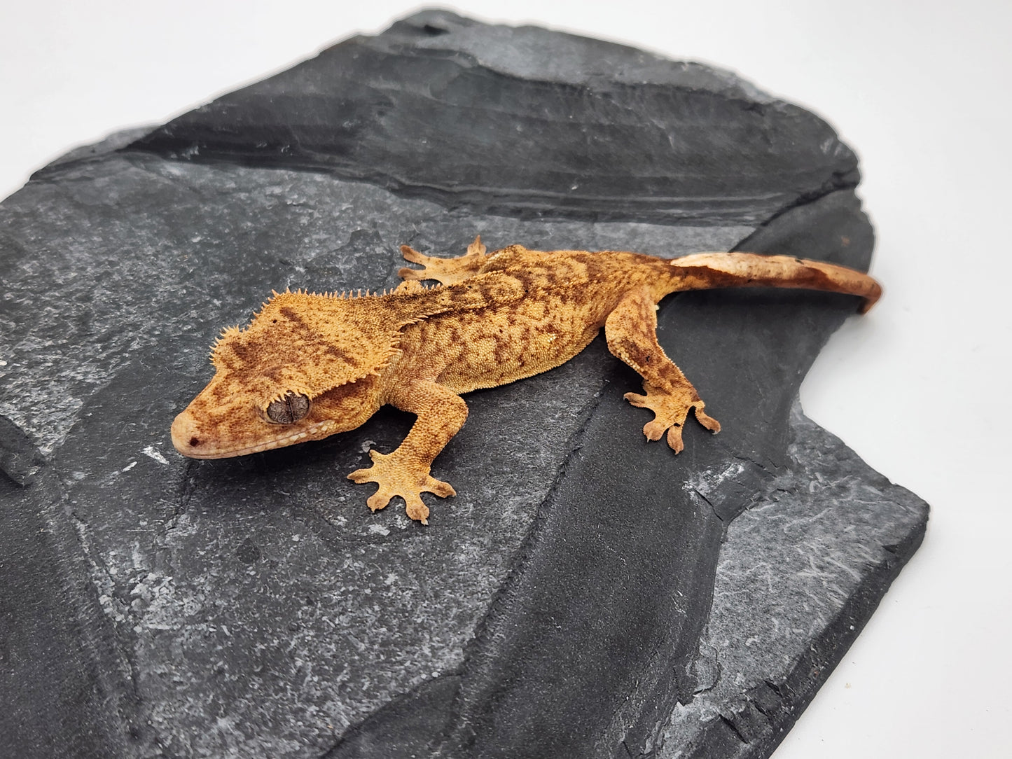 Crested Gecko - Female DOB 10-18-23 (Mocha x Spot #6)