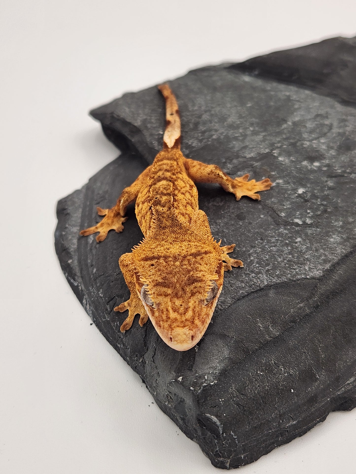 Crested Gecko - Female DOB 10-18-23 (Mocha x Spot #6)