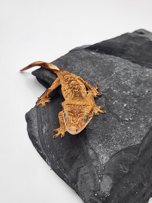 Crested Gecko - Female DOB 10-18-23 (Mocha x Spot #6)
