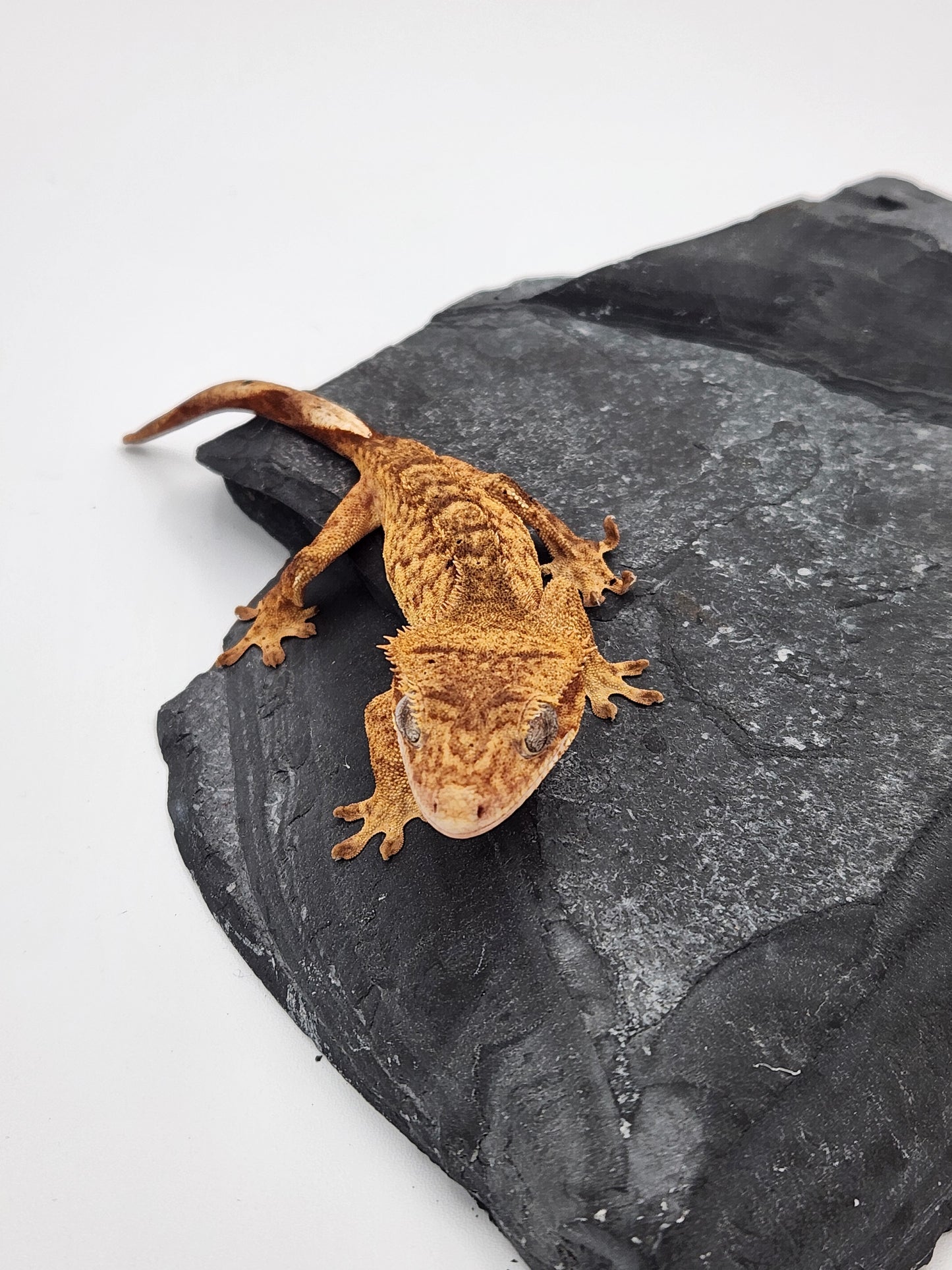 Crested Gecko - Female DOB 10-18-23 (Mocha x Spot #6)