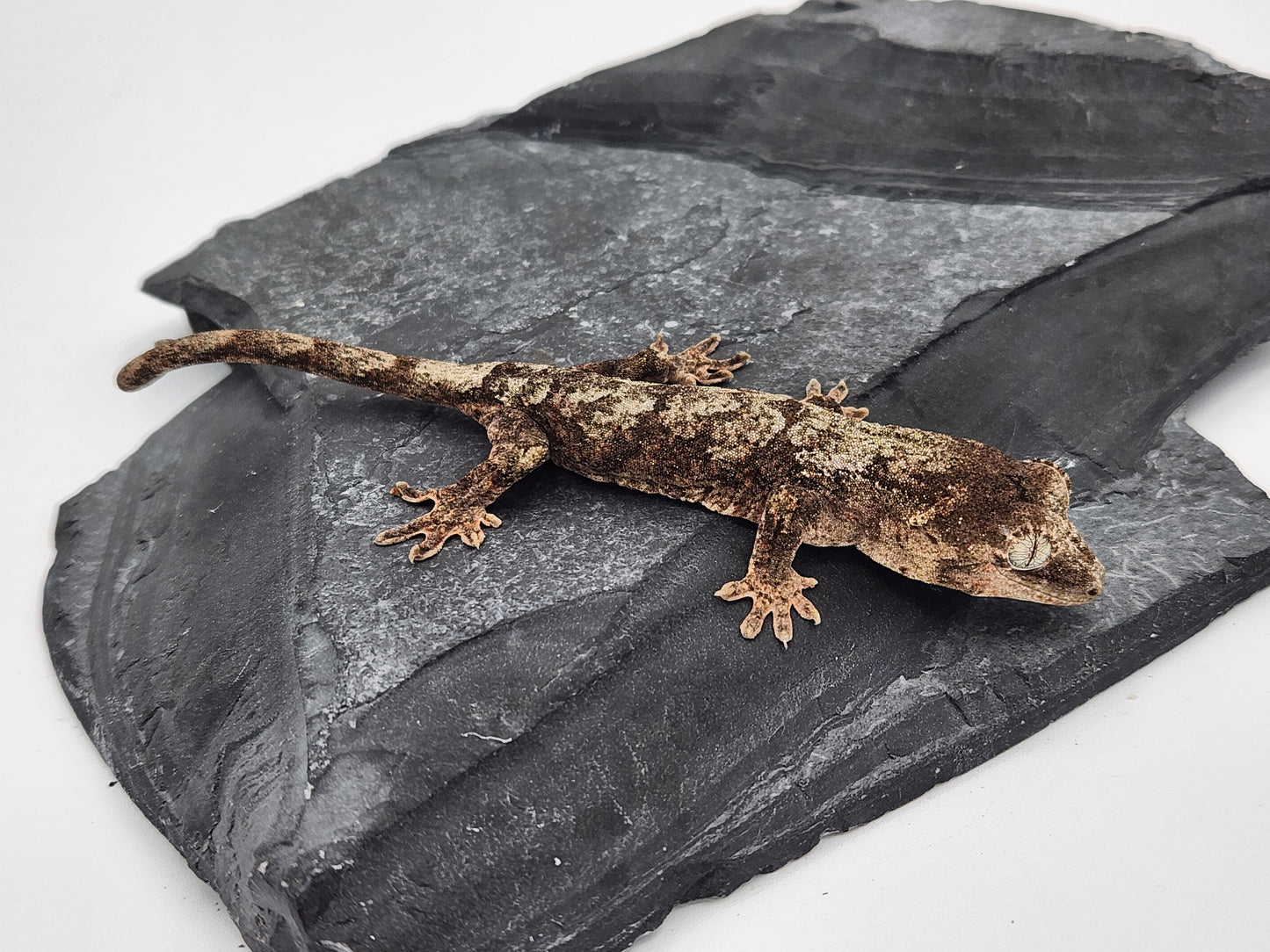 Chahoua Gecko - Unsexed DOB 12-11-23 (Kermit x Sophia)