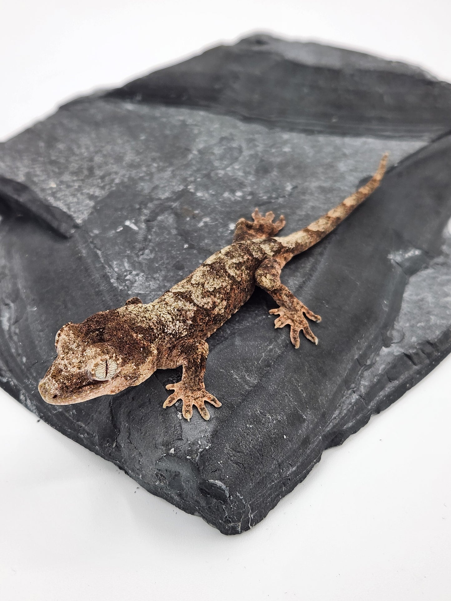 Chahoua Gecko - Unsexed DOB 12-11-23 (Kermit x Sophia)