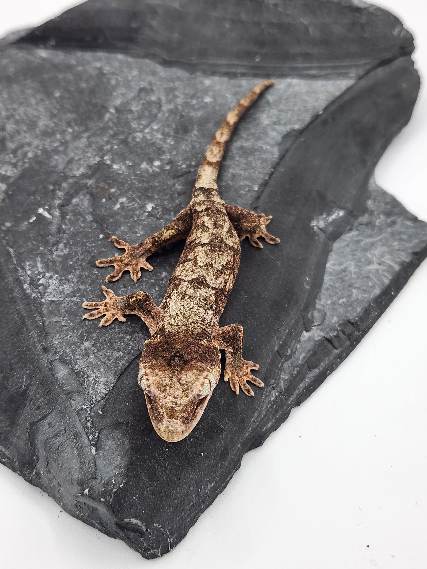 Chahoua Gecko - Unsexed DOB 12-11-23 (Kermit x Sophia)