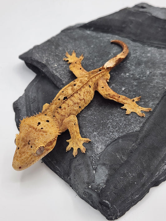 Crested Gecko - Male DOB 07-28-23 (Mocha x Spot #2)