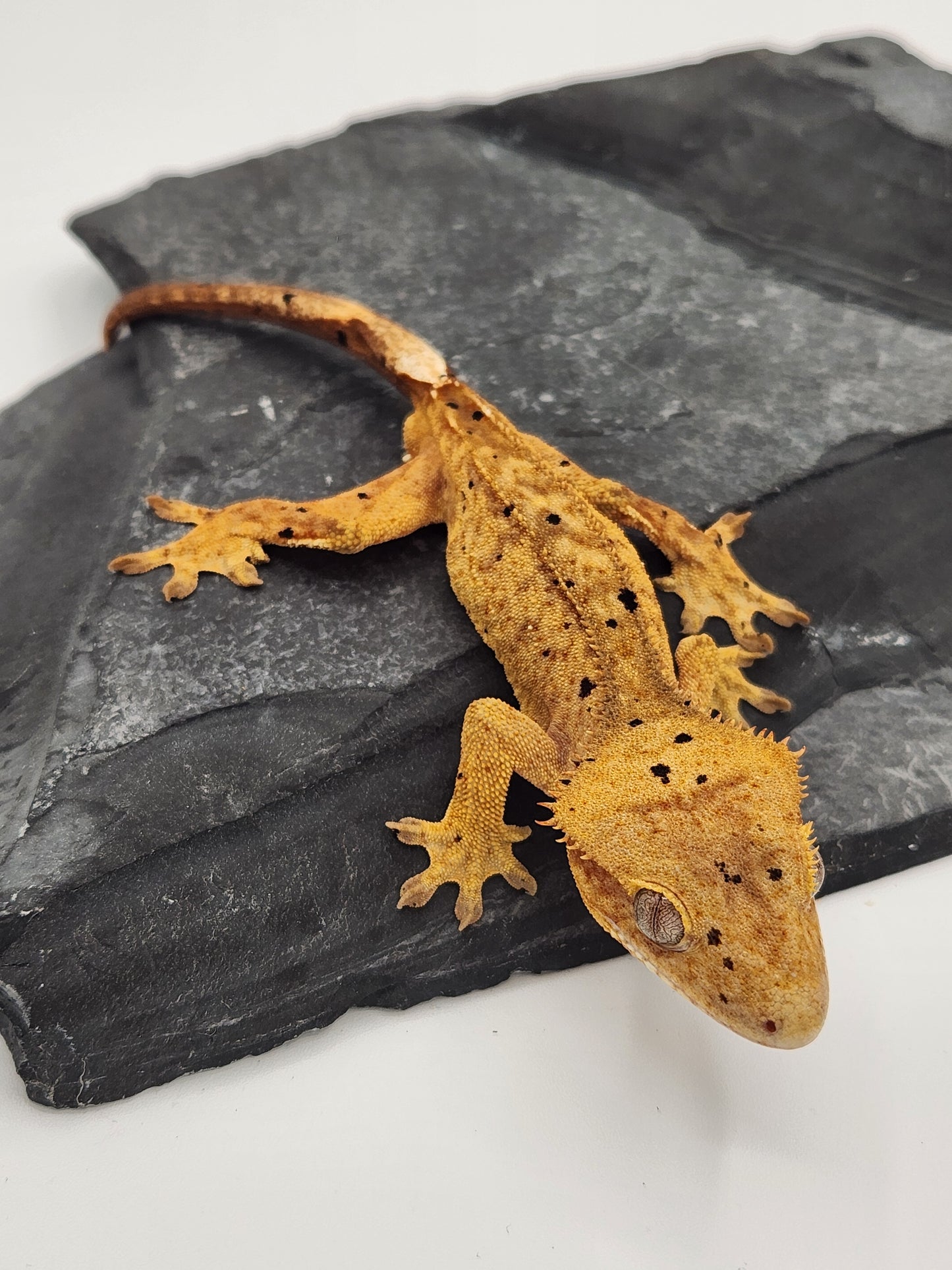 Crested Gecko - Male DOB 07-28-23 (Mocha x Spot #2)