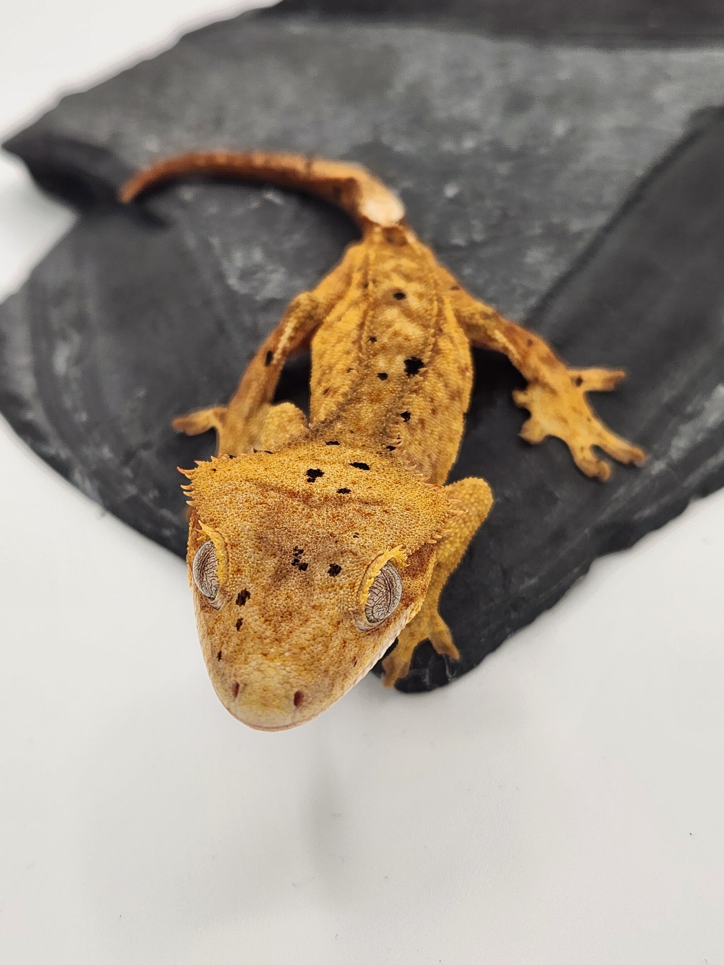 Crested Gecko - Male DOB 07-28-23 (Mocha x Spot #2)