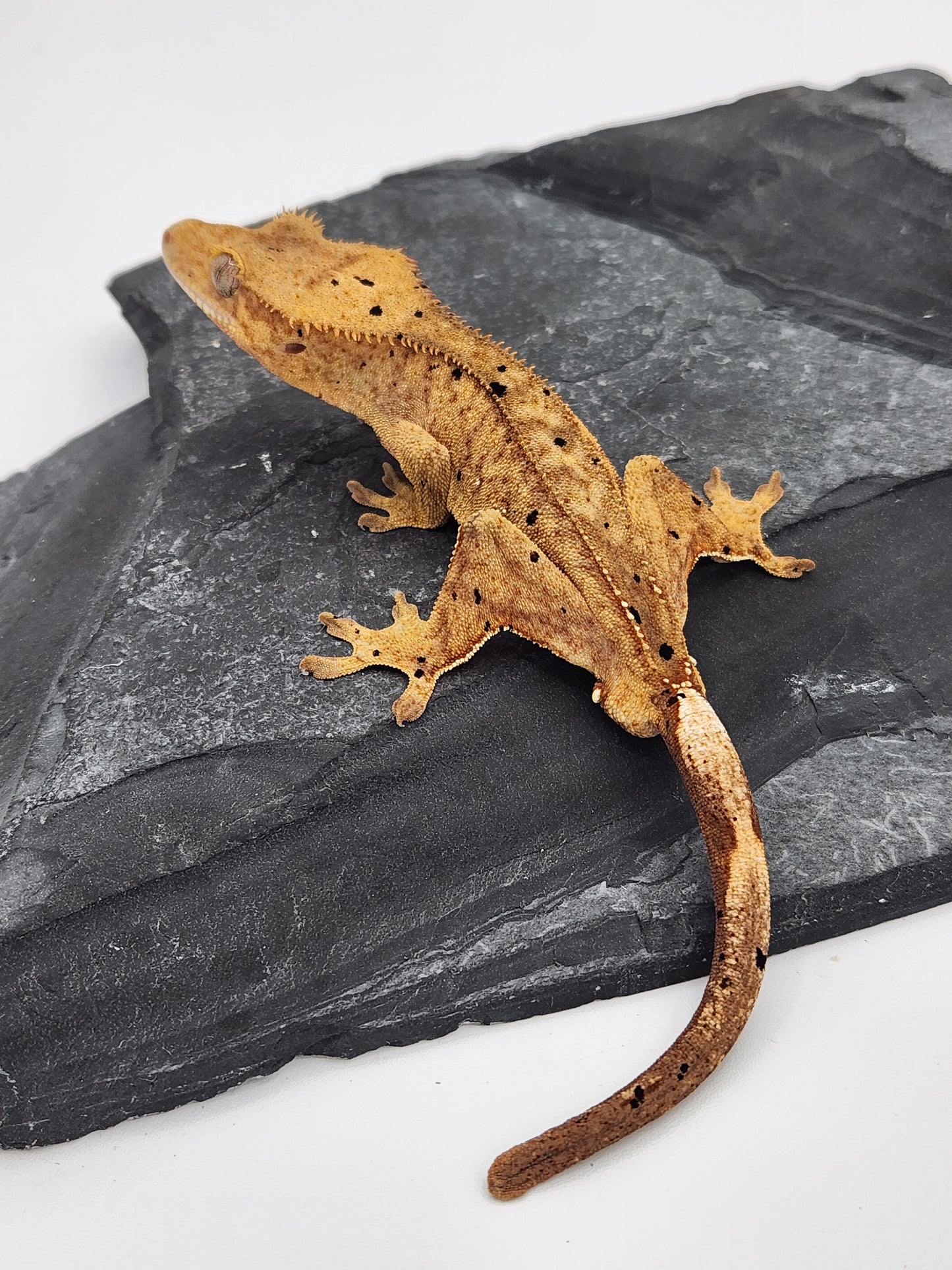 Crested Gecko - Male DOB 07-28-23 (Mocha x Spot #2)