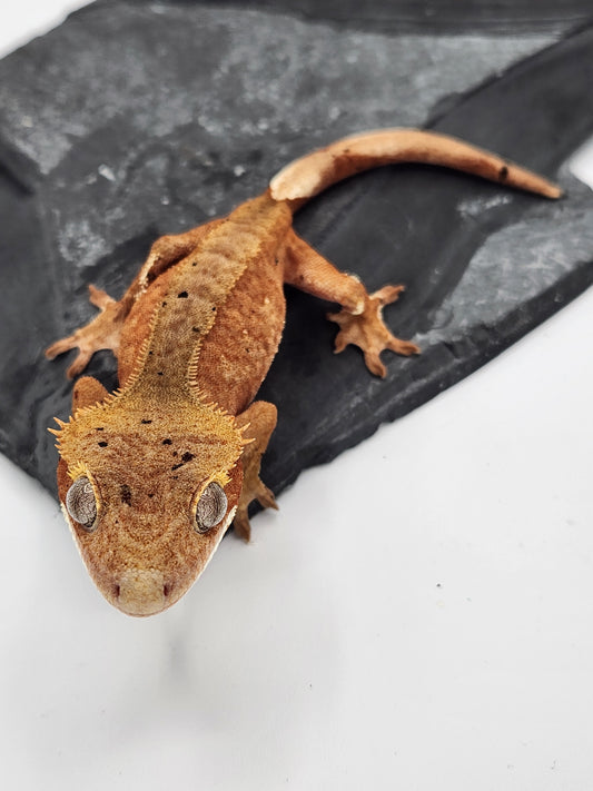Crested Gecko - Female DOB 07-30-23 (Mocha x Spot #3)
