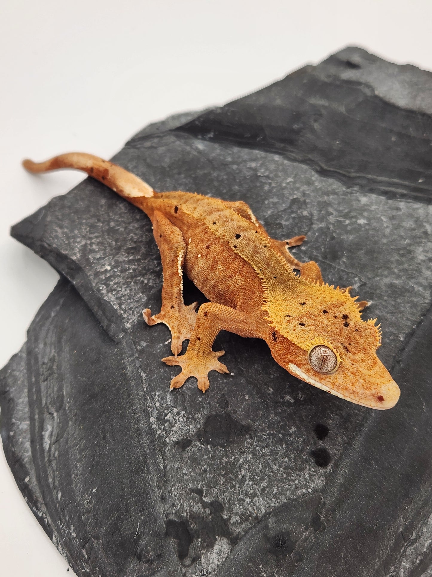 Crested Gecko - Female DOB 07-30-23 (Mocha x Spot #3)
