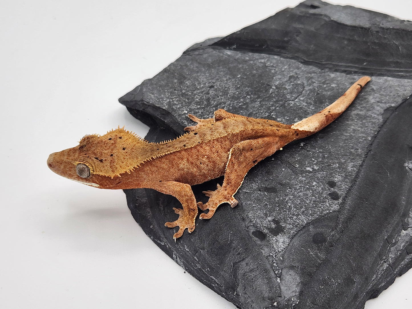 Crested Gecko - Female DOB 07-30-23 (Mocha x Spot #3)