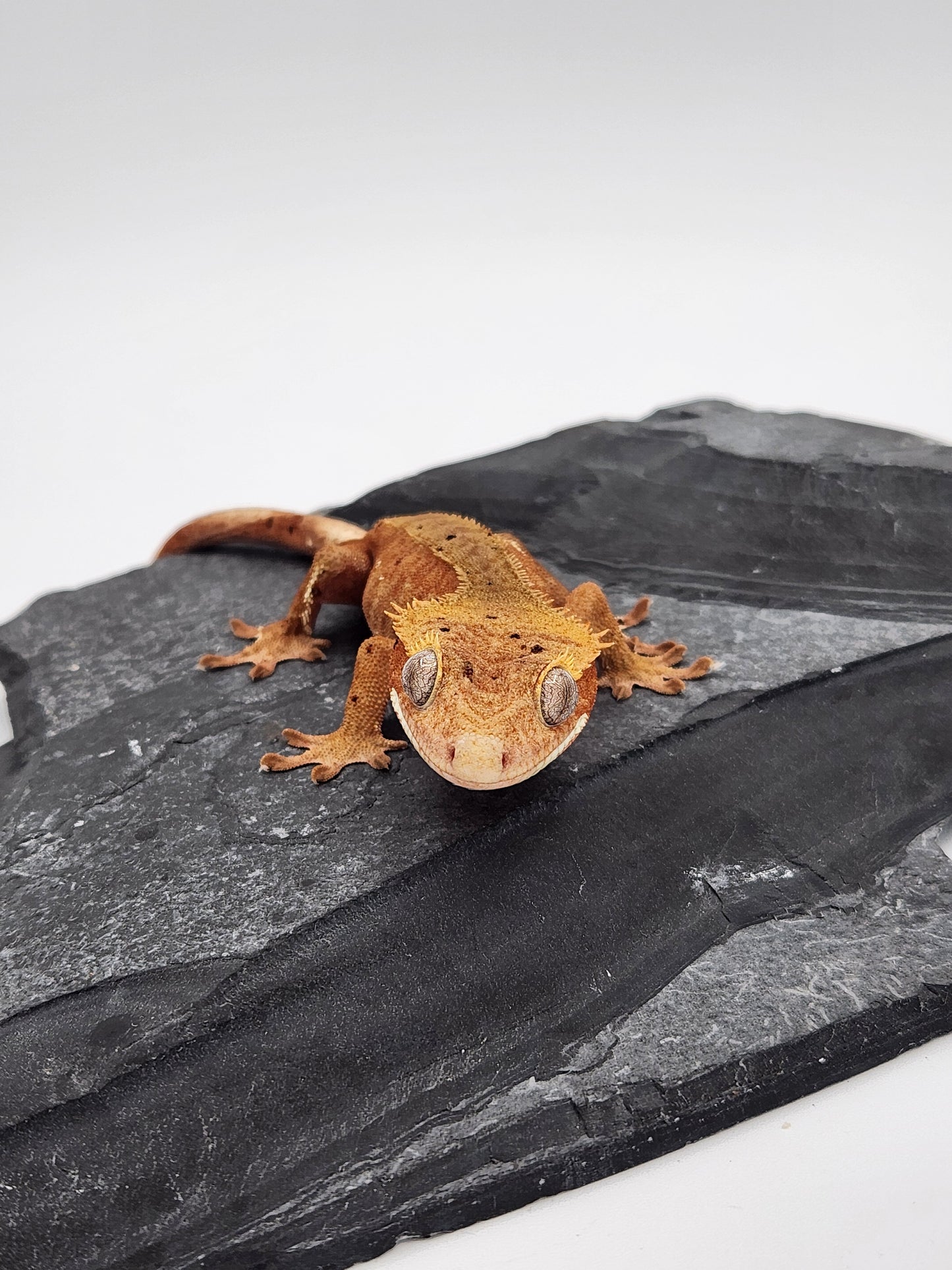 Crested Gecko - Female DOB 07-30-23 (Mocha x Spot #3)