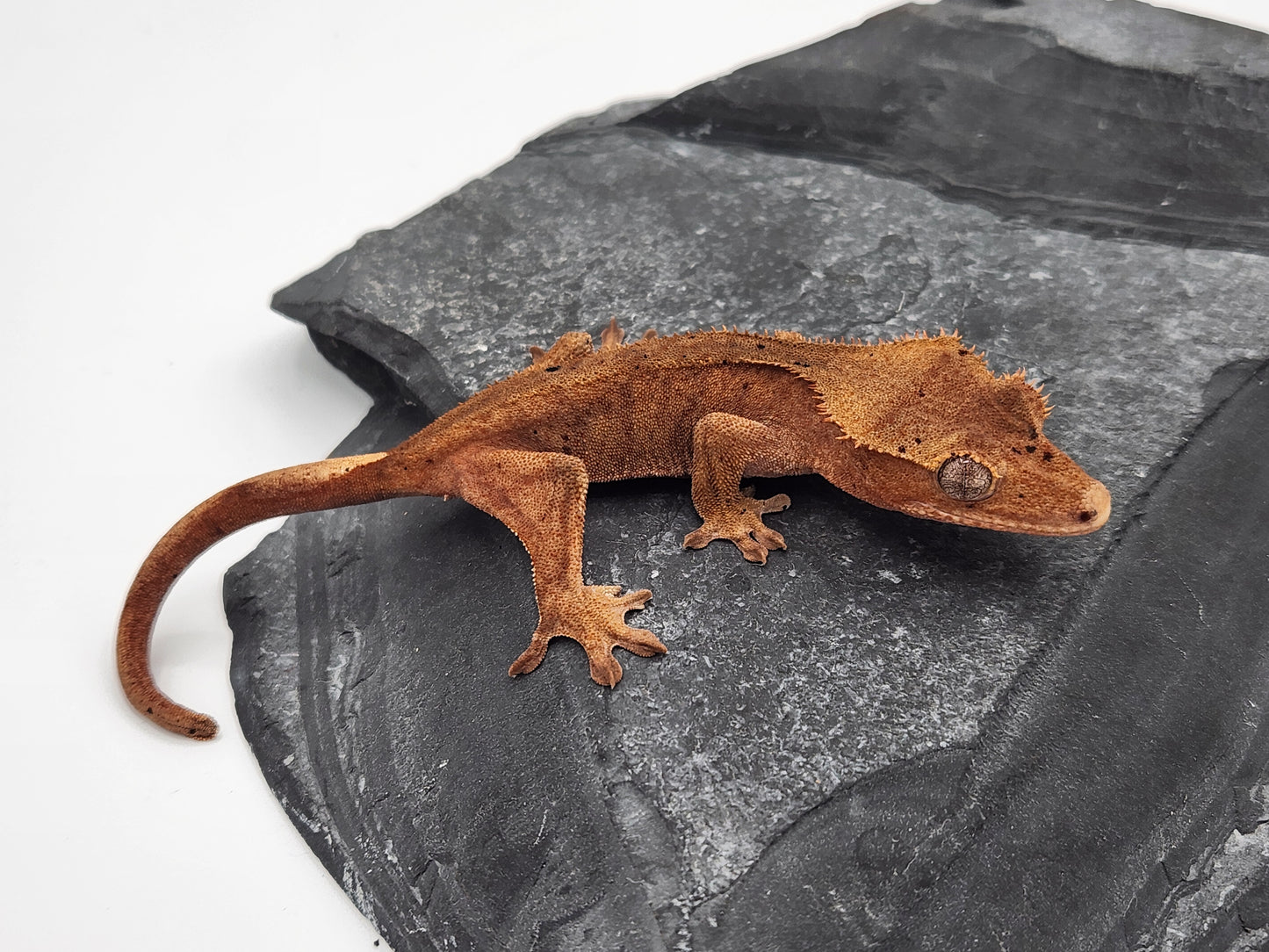 Crested Gecko - Female DOB 11-24-23 (Mocha x Spot #7)
