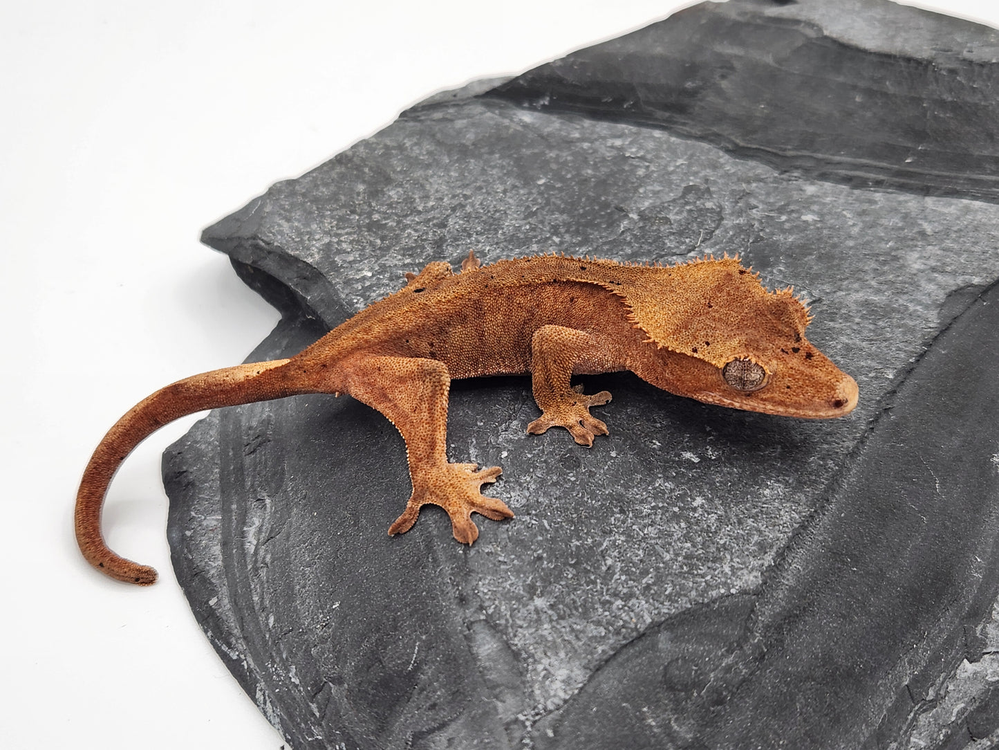 Crested Gecko - Female DOB 11-24-23 (Mocha x Spot #7)