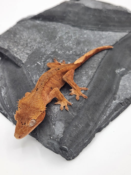 Crested Gecko - Female DOB 11-24-23 (Mocha x Spot #7)