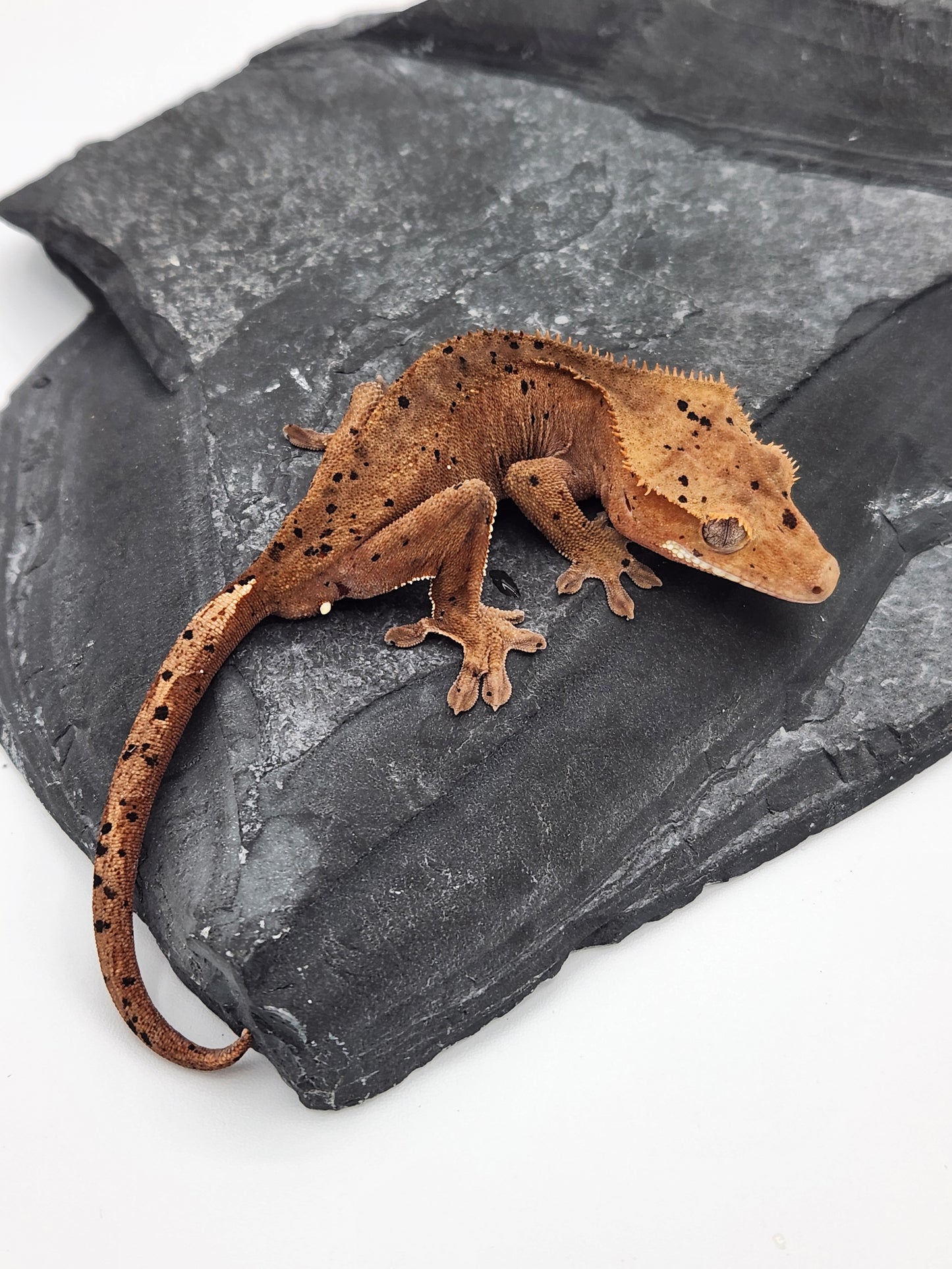 Crested Gecko - Male DOB 12-02-23 (Dot x Spot #7)