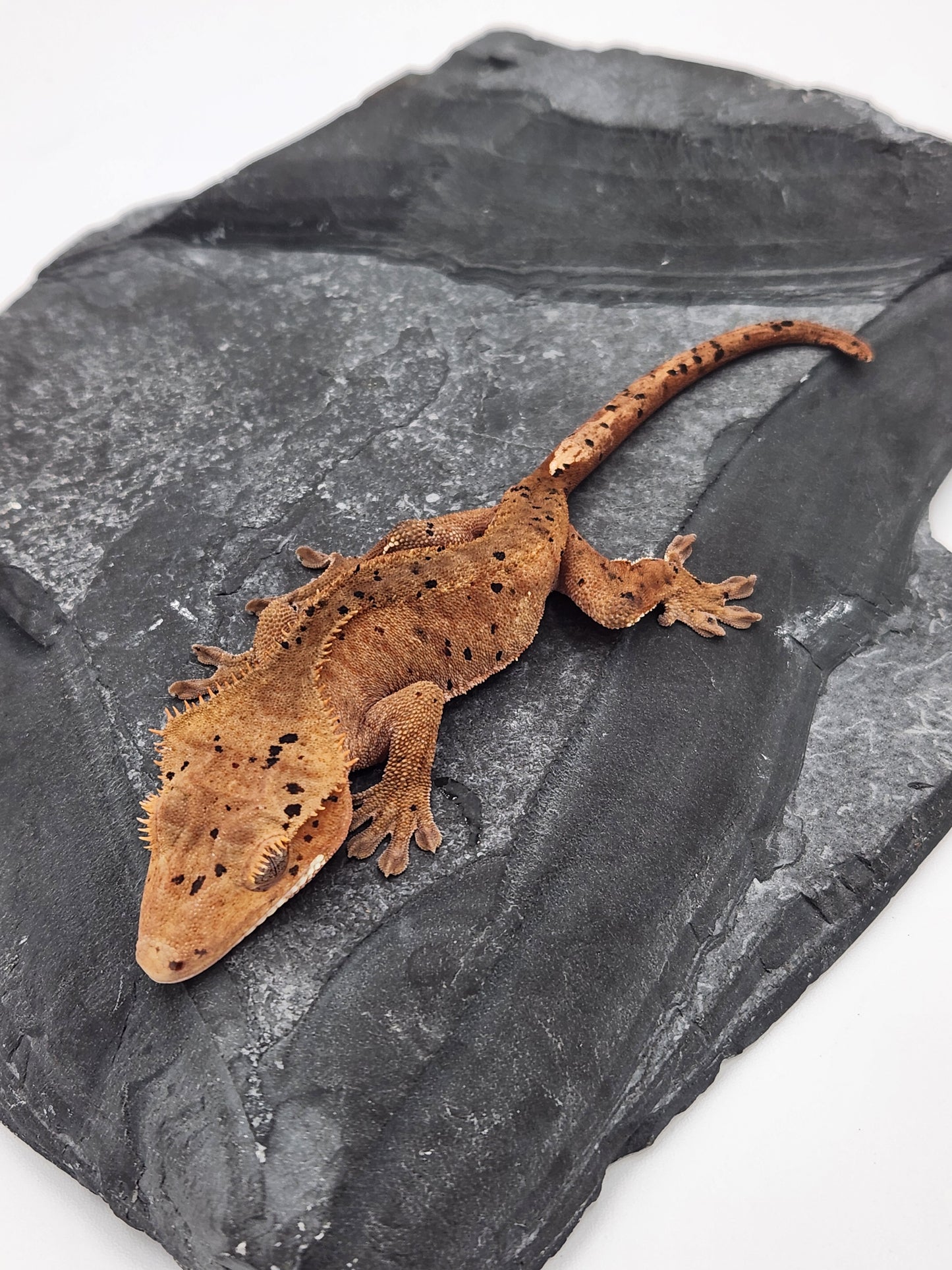 Crested Gecko - Male DOB 12-02-23 (Dot x Spot #7)