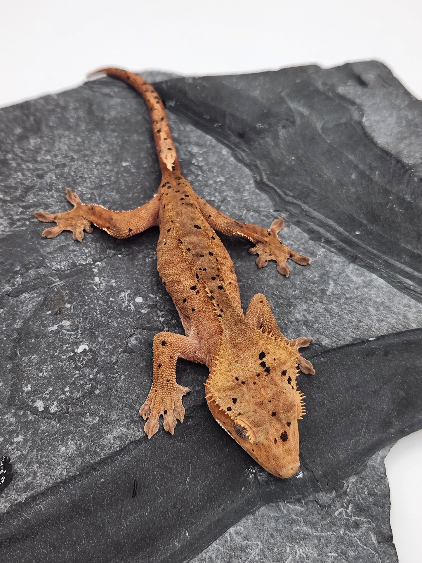 Crested Gecko - Male DOB 12-02-23 (Dot x Spot #7)