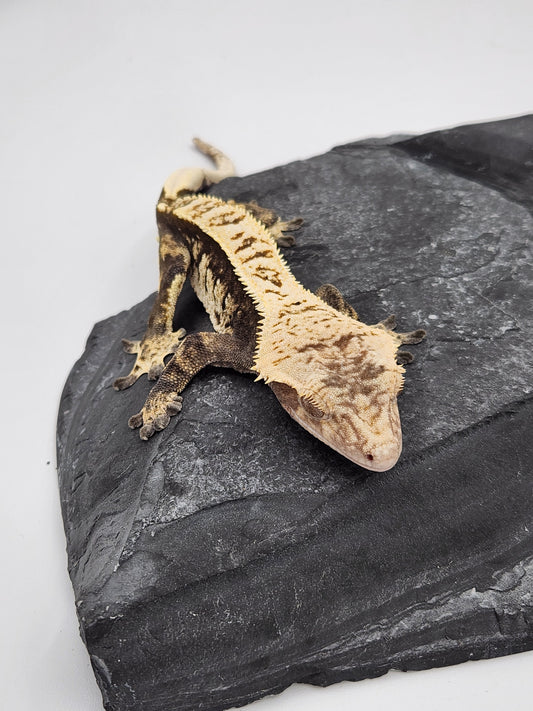 Crested Gecko - Male (Paris Reptiles PS3)
