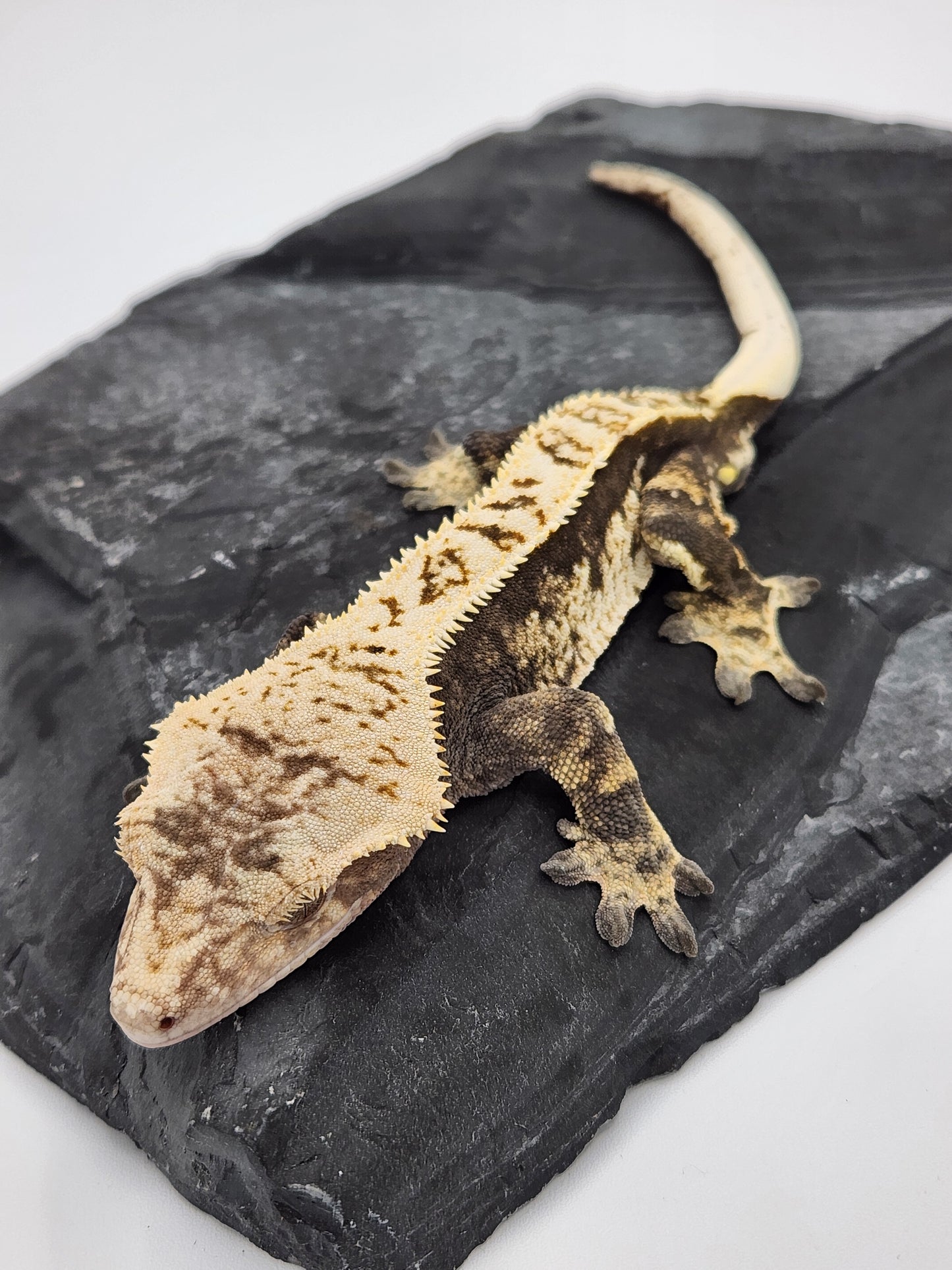 Crested Gecko - Male (Paris Reptiles PS3)